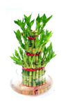 Nurturing Green Luck Bamboo 3 Layer Big