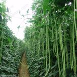 Seedscare India Yard Long Beans Super Seeds (Pack of 20, 2 Packets)