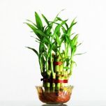 Rolling Nature Lucky Bamboo- 2 Layer