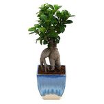 Exotic Green Exclusive Ficus 3 Year Old Bonsai Plant White & Blue Pot
