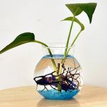 Generic Clear Glass Flower Planter Vase Terrarium Container Fish Tank Table D...-14017501MG