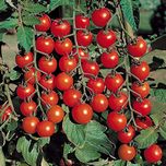 Go Green Tomato Cherry (2 Packets each 50 Seeds)