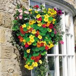 Go Green Nastratium Varegated Mixed Seeds (Pack of 50 seeds)