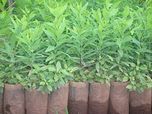 National Gardens Sandalwood Seeds (Multicolour, Pack of 10)