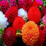 Seeds-Saaheli Dhalia Decorative Mix (10 Per Packet)
