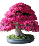 Futaba Japanese Sakura Bonsai Seeds Tree Seeds