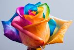 NooElec Seeds India E Garden Rainbow Rose Imported Flower Seed