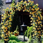 Nooelec Seeds India Yellow Climbing Rose Flower Seeds