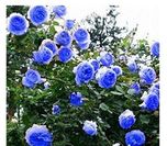 Nooelec Seeds India Blue Climbing Rose Flower Seeds