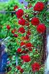 Nooelec Seeds India Red Climbing Rose Flower Seeds Pack