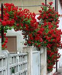E Garden Red Climbing Rose Seed(15 per packet)