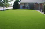 Nelesa Gardening Lawn Grass 1000 Seeds Pack Seed