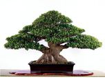 Saaheli Banyan Tree Bonsai Ficus Benghalensis Seed(10 per packet)