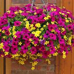 Creative Farmer Petunia Mixed Flower Seeds