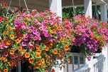 Creative Farmer Phlox Twinkle Mix Flower Seeds