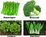 Easy Gardening Asparagus, Broccoli, Lettuce, Pak choi F1 Hybrid Seed