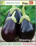 Splendour Seeds Brinjal Black Beauty Seeds (Around 100 Seeds)