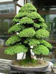 Creative Farmer Dwarf Cryptomeria Bonsai Suitable Seeds