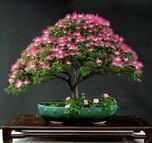 Creative Farmer Albizia Julibrissin Silk Plant Bonsai Suitable Seeds