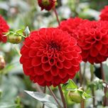 Creative Farmer Dahlia Pompon Scarlet Flower Seeds (Pack of 20 Seeds)