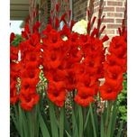Easy Gardening Gladiolus Flower Bulbs  Color-High Flowering( Pack of 6 Bulbs)