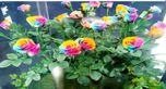 Priyathams Rare Holland Rainbow Rose Flowers Lover colorful Home Garden plants Seed(5 per packet)