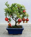 Creative Farmer Dwarf Pomegranate Fruit Bonsai Suitable Seeds