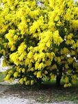 Golden Mimosa Yellow Wattle Tree Flower Seeds 5 Seeds