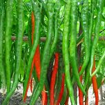 Creative Farmer Hybrid Green Chilli Seeds