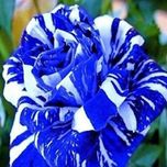 NooElec Seeds India Dragon Rose Flower Seeds