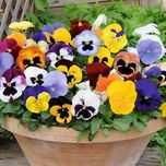 Creative Farmer Hybrid Pansy Mixed Flower Seeds