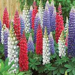 Creative Farmer Lupin Pixie Delight Dwarf Flower Seeds (Pack of 20 Seeds)