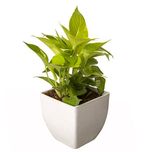 Exotic Green Indoor Oxygen & Air Purifier Plant Golden Pothose In Fiber Pot