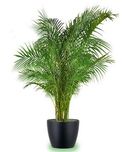 Seedlings India Areca Palm Live Plant
