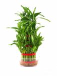 Rolling Nature Lucky Bamboo- 3 Layer