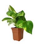 Rolling Nature Good Luck Money Plant In Brown Hexa Pot