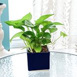 Exotic Green Indoor Oxygen & Air Purifier Plant Golden Pothose In Blue Ceramic Pot
