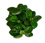 Root Bridges Indoor Ficus Microcarpa (Pot Included)