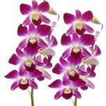 Orchid-Tree Dendrobium Plant