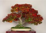 Floral Treasure Sugar Maple Bonsai Suitable Tree Seeds