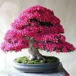 Creative Farmer Bonsai Suitable Sakurakaia Indoor Plant Seeds