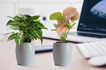 Rolling Nature Combo Of Good Luck Pink And Green Syngonium In White Ceramic Pot
