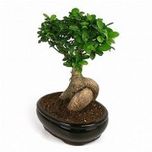 Plantsguru Ficus Bonsai (300 Gr)
