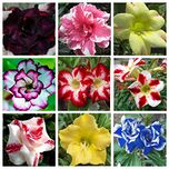 M-Tech Garden 10 Seeds Hot Selling Adenium Obesum Desert Rose Mixed Varieties Genuine SeedsGZ-BN8P-3BL5