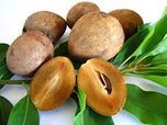 Seedstores : 6 Seeds of Manilkara Zapota Chiku Sapota or Sapodilla Tree for Growing