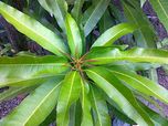 General Puja Kit Pooja Set (Mango Leaves) by Artistic Solutions