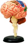 4D Master Human Brain Anatomy Model(Multicolor)