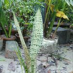 Nelsea Gardening Live Snake Plant Air Purifier Plant indoor plant