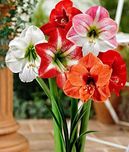 Kraft Seeds Amaryllis Lilly Flower Bulb  (Pack of 12)