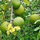 Plants Guru Bel Patra Aegle Marmelos